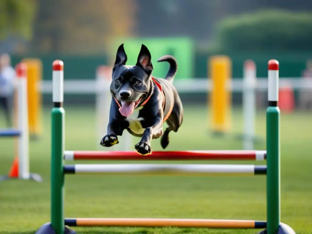 Emocionante competencia de Agility para perros en el parque